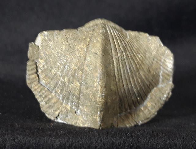 Paraspirifer bownockeri (STEWART 1927) - Bild &copy; FossNet FossilienStore